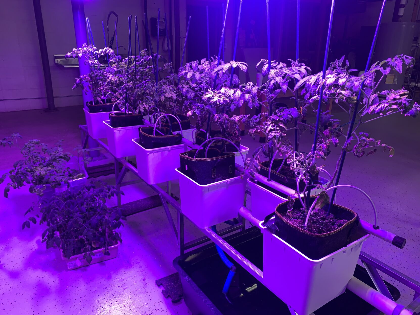 Byrd hydro farm tomatoes